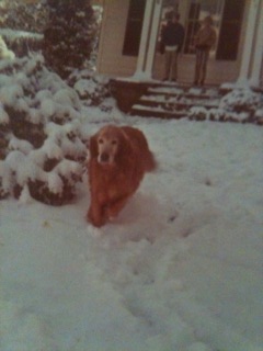 Garber's dog,Ginger in snow