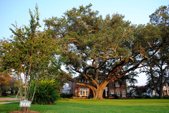 Registered live oaks at the Shell Beach Drive residence of Louise and Mitch Landry