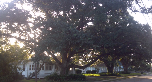 Two registered oaks at Cody Vicknair's Park Avenue Home